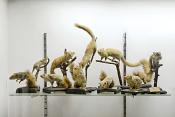 museo di zoologica bologna 8-2022 4495